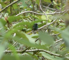 Saucerottia