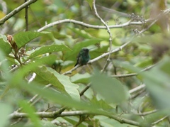 Saucerottia