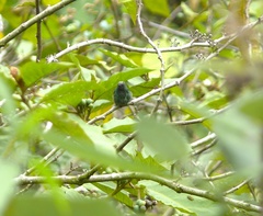 Saucerottia