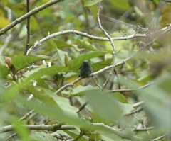Saucerottia