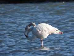 Phoenicopterus roseus
