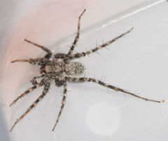 Pardosa mercurialis