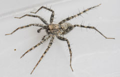 Pardosa mercurialis