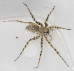 Pardosa mercurialis