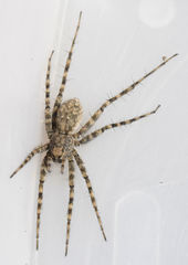 Pardosa mercurialis