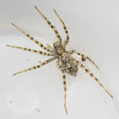 Pardosa mercurialis