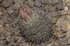 Echinomastus warnockii