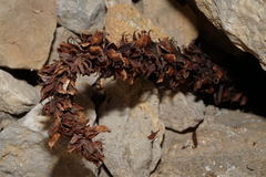 Aphyllon cooperi palmeri