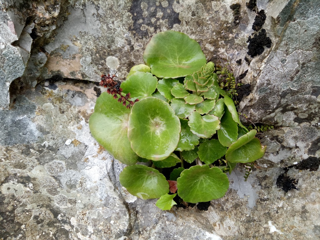 Umbilicus patens (Umbilicus patens)