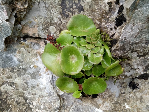 Umbilicus patens (Umbilicus patens)