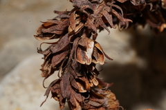 Aphyllon cooperi palmeri