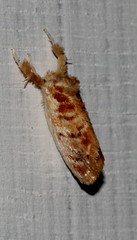 Narosa conspersa