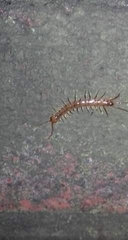 Lithobius