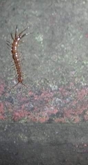 Lithobius