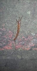 Lithobius