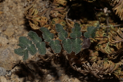 Astrolepis integerrima