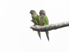 Eupsittula pertinax