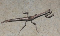 Aethalochroa