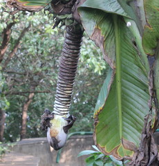 Ensete superbum