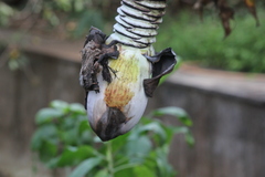 Ensete superbum