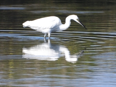 Egretta garzetta