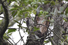 Dryobates stricklandi