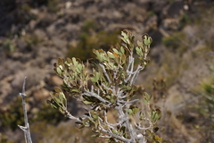 Fraxinus greggii