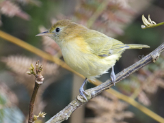 Pachysylvia aurantiifrons