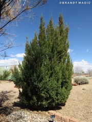 Cupressoideae