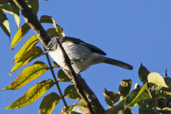 White-Winged Warbler photo 2