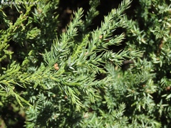 Cupressoideae