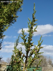Cupressoideae