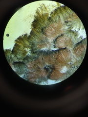 Neottiella