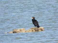 Phalacrocorax carbo