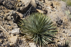 Yucca rostrata