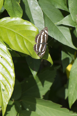 Neptis hylas