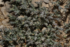 Hebecarpa macradenia