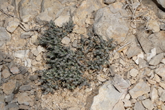 Hebecarpa macradenia