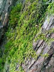 Pterigynandrum filiforme