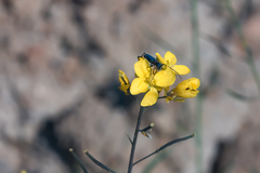 Cartallum ebulinum