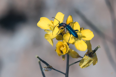 Cartallum ebulinum