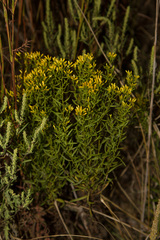 Euthamia gymnospermoides