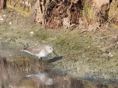 Calidris alpina