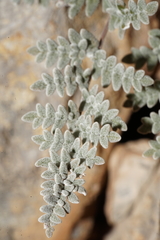 Notholaena greggii
