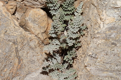 Notholaena greggii