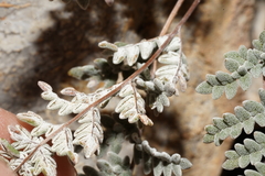 Notholaena greggii