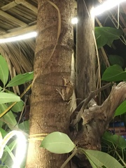 Polypedates megacephalus