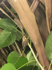 Polypedates megacephalus