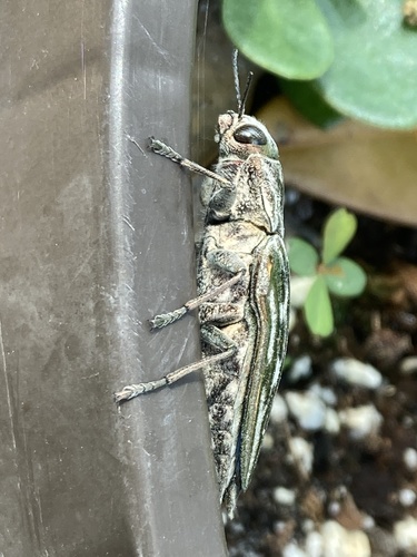 Chalcophora georgiana image