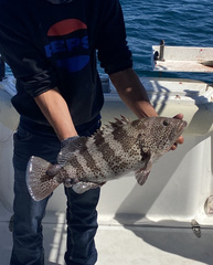 Epinephelus analogus